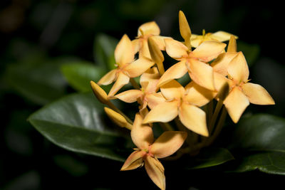 Close-up of flowers blooming outdoors