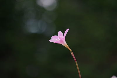 Close-up of pink flower