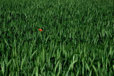 Close-up of wheat growing on field