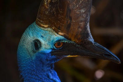 Close-up of a peacock