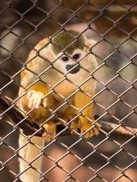 Close-up of chainlink fence in cage