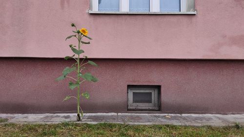 Sunflower growing on wall of building