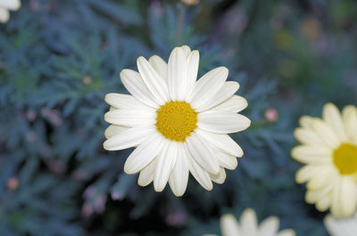 Close-up of white daisy