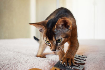 Close-up of abyssinian cat looking away