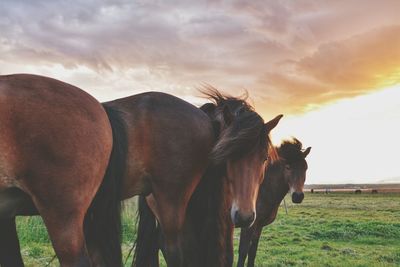 Horses grazing on field against sky during sunset