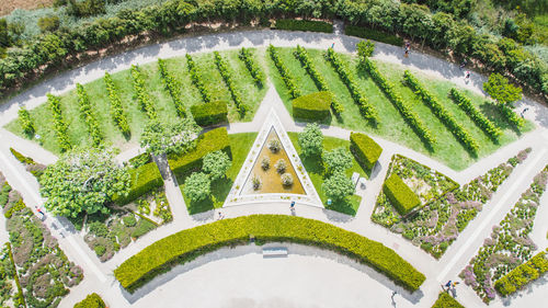 High angle view of plants in garden