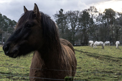 Close-up of horses grazing on field