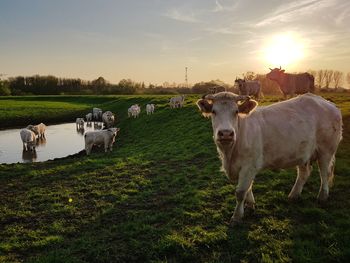 Cows grazing in field