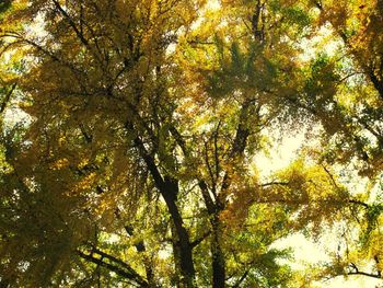 Low angle view of trees