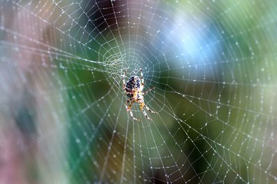 Close-up of spider on web