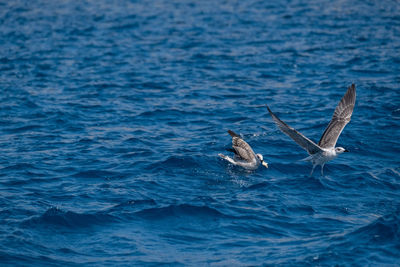 View of a turtle in sea