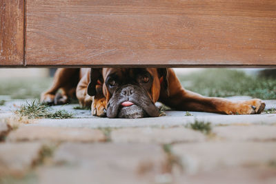 Portrait of dog looking through fence