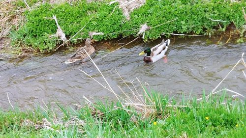 High angle view of ducks in lake