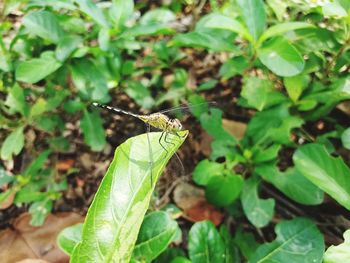 Close-up of insect on leaf