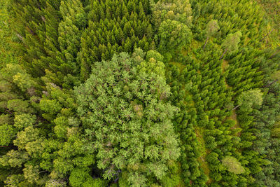 Aerial drone full frame shot of pine forests and birch groves in different amazing green colors 