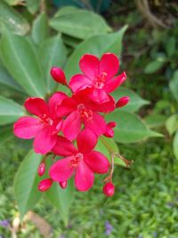 Close-up of pink flowering plant