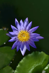 Close-up of purple flower