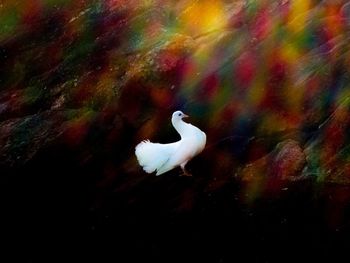 Birds on white background