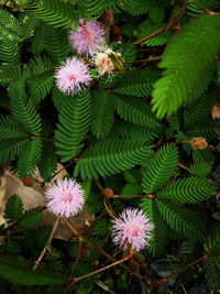 Close-up of plants