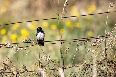 Low angle view of bird perching on branch