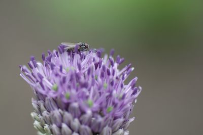 Close-up of insect on purple flower