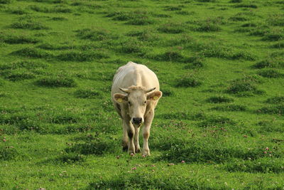 Horse on field