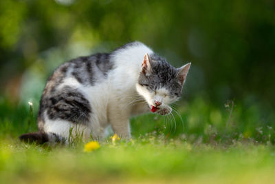 Close-up of a cat on field