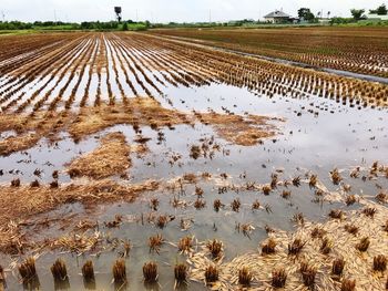 Scenic view of agricultural field