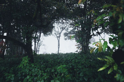 Low angle view of trees in forest against sky