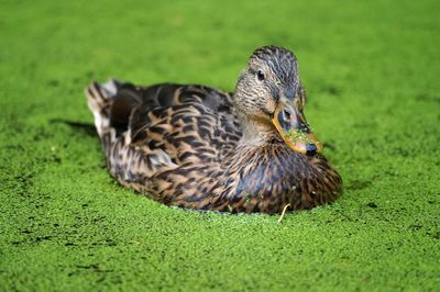 Close-up of duck on field