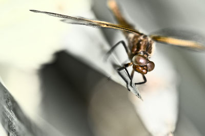 Close-up of insect