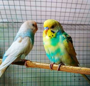 Close-up of parrot perching in cage