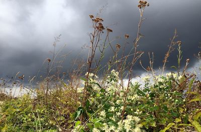 Plants growing on field against sky