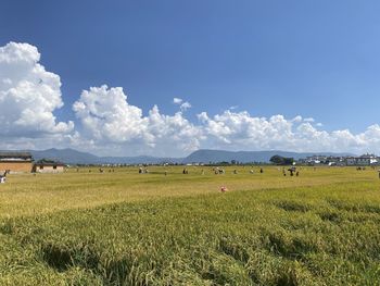 Scenic view of agricultural field against sky