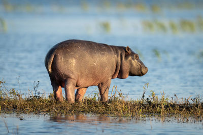 Baby hippo stands on island in river