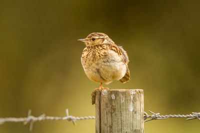 Close-up of bird perching on wooden post