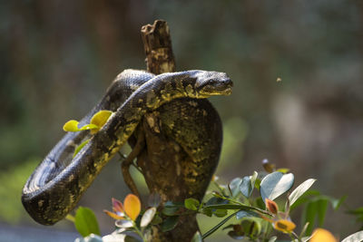 Close-up of lizard on tree