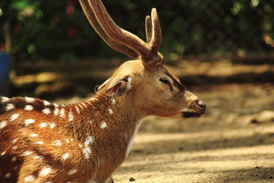 Deer looking away