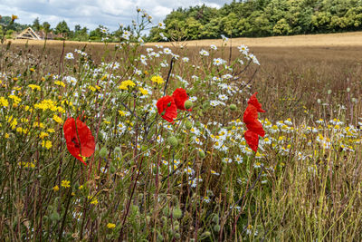 Close-up of red poppy flowers growing on field