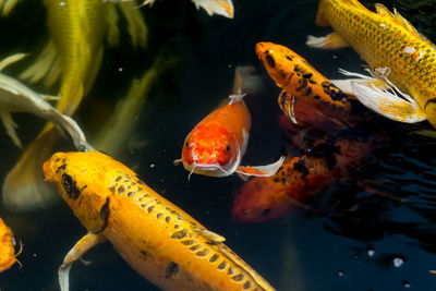 View of koi fish in water