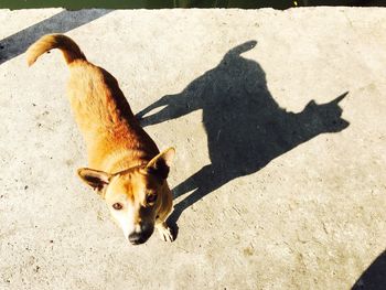 High angle view of dog on shadow