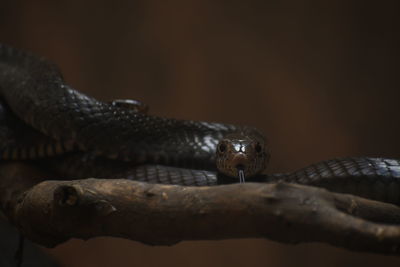 Close-up of lizard on wood