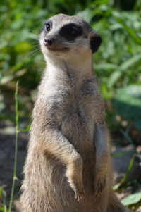 A cute meerkat 