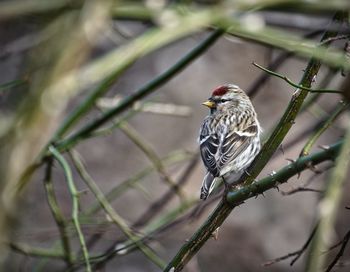 Close-up of bird perching on branch