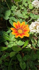 Close-up of orange flower