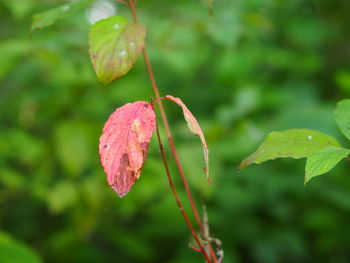 Close-up of green leaves on plant