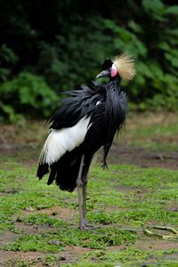 Close-up of bird on field