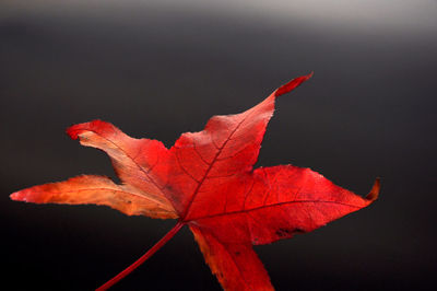 Close-up of maple leaf on tree during autumn