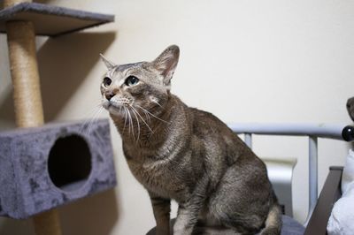 Close-up of a cat looking away