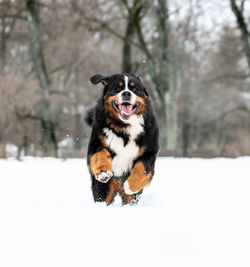 Bernese mountain dog